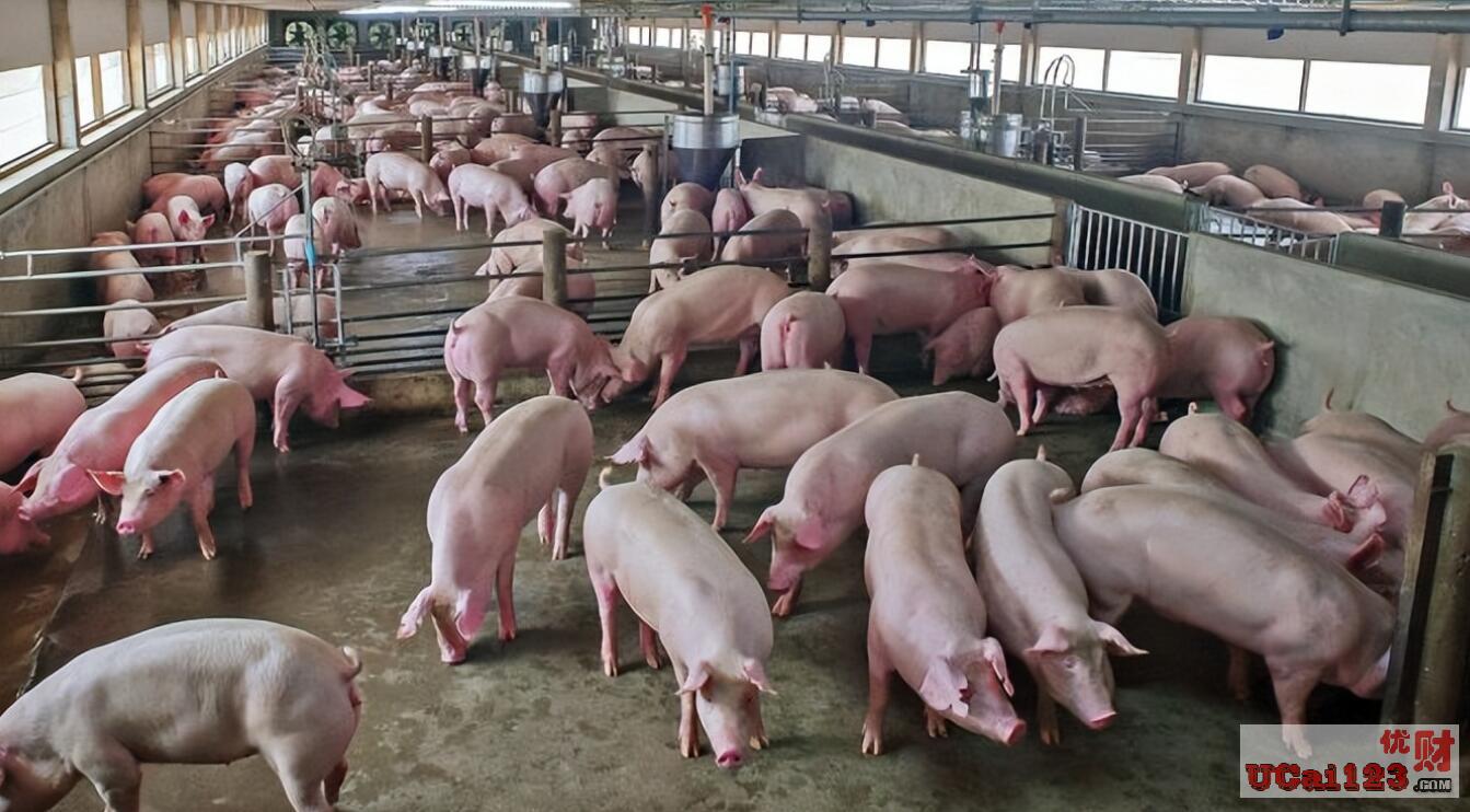 国家出台生猪价格调控预案，预计2023年生猪价格波动会小于2022年